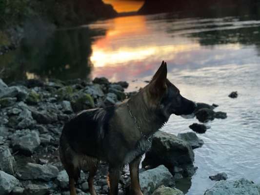 Deutsche Schäferhunde, Belgische Schäferhunde.-Beitrag-Bild