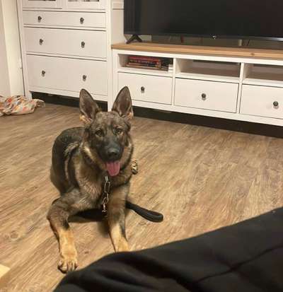 Deutsche Schäferhunde, Belgische Schäferhunde.-Beitrag-Bild