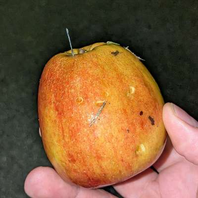 Giftköder-Giftköder-Bild