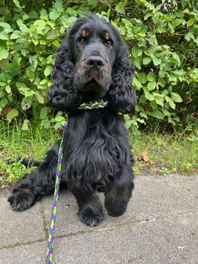 Englisch Cocker Spaniel-Beitrag-Bild