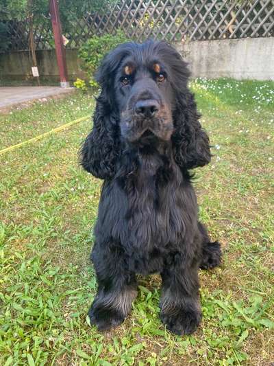 Englisch Cocker Spaniel-Beitrag-Bild