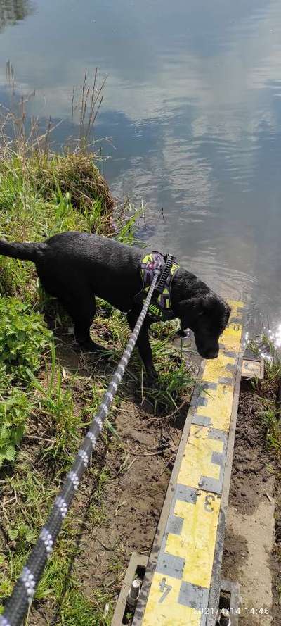 Dogorama-Monats-Challenge-Mai "Wasser"-Beitrag-Bild