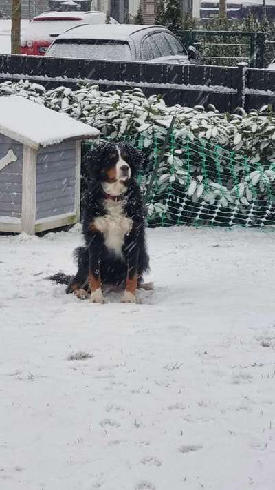 Berner Sennen-Beitrag-Bild