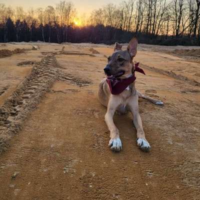 Hundetreffen-Spieltreffen-Bild