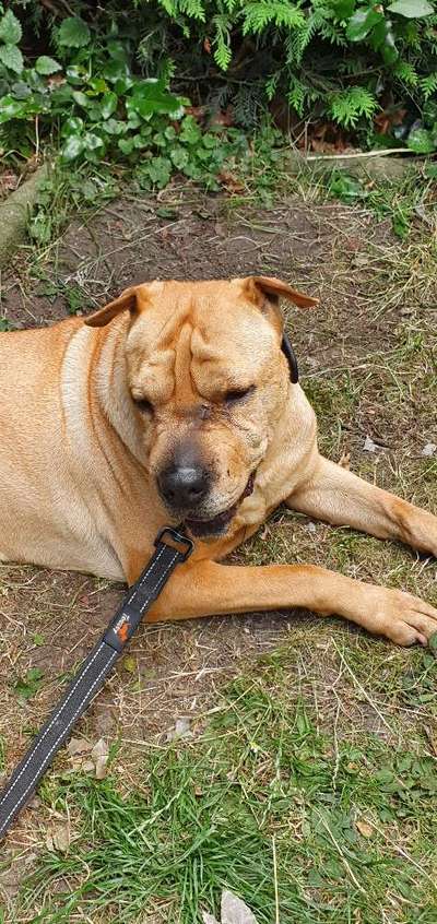 Dogorama Photo Challenge - Gassipause-Beitrag-Bild