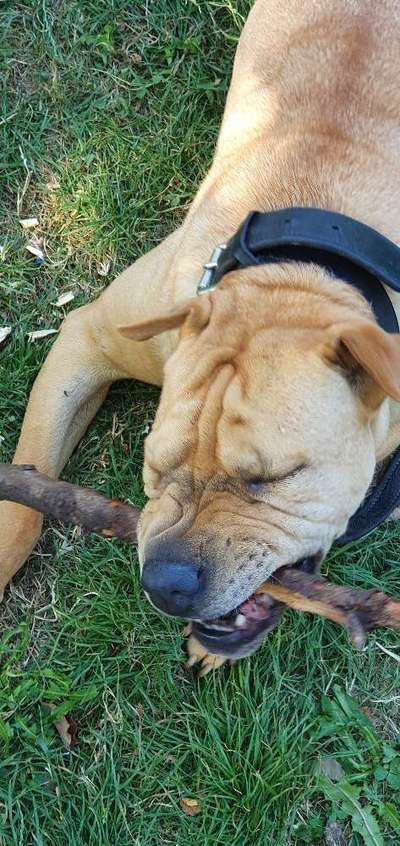 Lustigsten Grimassen von euren Hunden-Beitrag-Bild