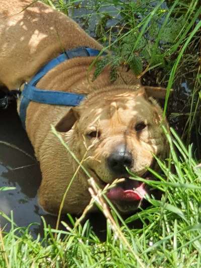 Lieblingsbild von euren Hunden?-Beitrag-Bild