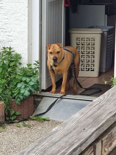 Hunde Memes-Beitrag-Bild