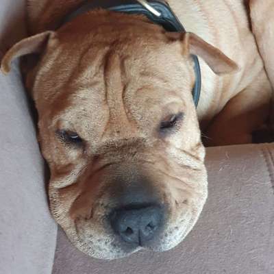 Zeigt mir die tollste Nahaufnahme von eurer Fellnase-Beitrag-Bild