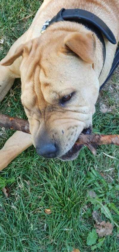 Fotosammlung: ,,Der natürliche Hund" Unbearbeitet, ungestellt und in Natura-Beitrag-Bild