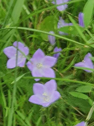 Die wunderschöne Welt mit Hund.-Beitrag-Bild