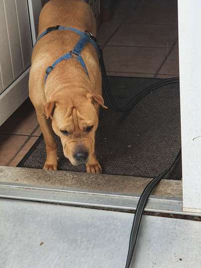 Hunde Memes-Beitrag-Bild