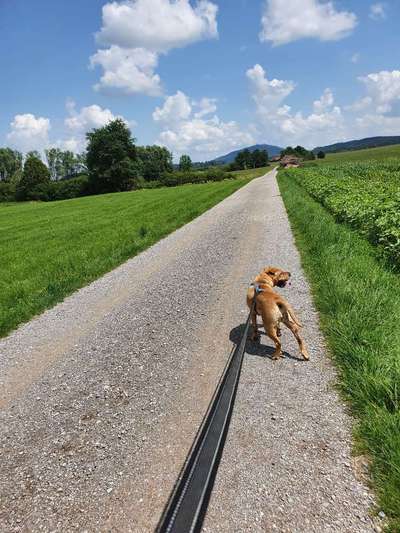 Die wunderschöne Welt mit Hund.-Beitrag-Bild