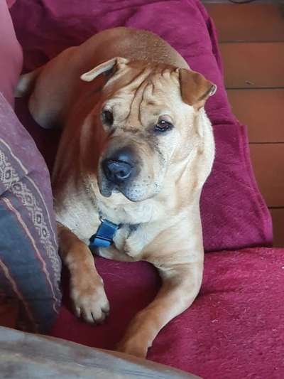 Wo habt ihr eure Hunde her ?-Beitrag-Bild