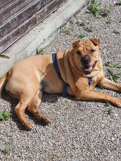 Fotochallenge 37- Sommerfeeling-Beitrag-Bild