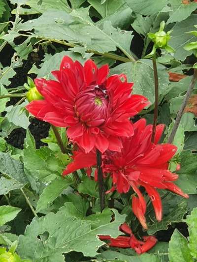 Die wunderschöne Welt mit Hund.-Beitrag-Bild