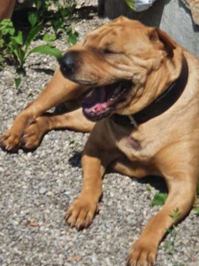 Dogorama Photo Challenge - Mäulchen auf-Beitrag-Bild