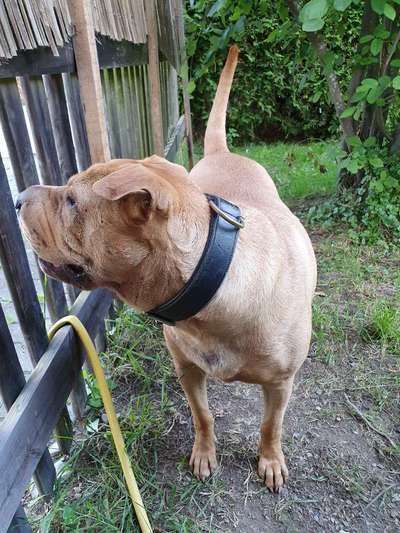 Welchen Hund hast du?-Beitrag-Bild