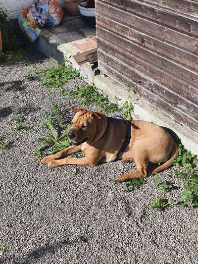 Wie gehen Eure Hunde mit der Wärme um ? Spreche gerade die an die dunkle Hunde haben ..-Beitrag-Bild