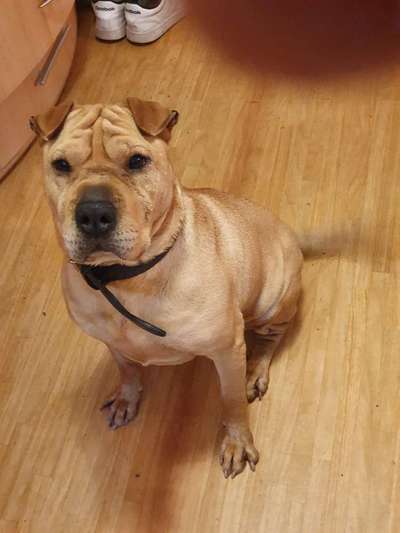 Warum liebst du deinen Hund?-Beitrag-Bild