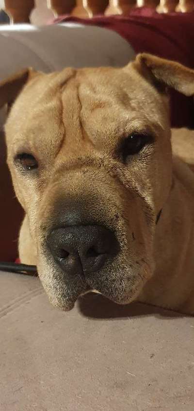 Zeigt mir die tollste Nahaufnahme von eurer Fellnase-Beitrag-Bild