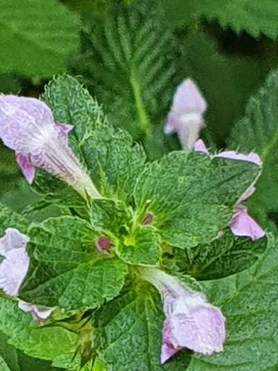 Die wunderschöne Welt mit Hund.-Beitrag-Bild