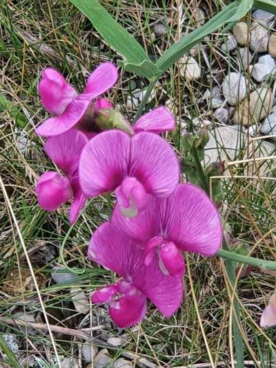 Die wunderschöne Welt mit Hund.-Beitrag-Bild