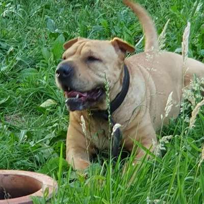 Wo habt ihr eure Hunde her ?-Beitrag-Bild