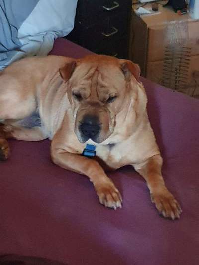 Shar Pei Mischlinge-Beitrag-Bild