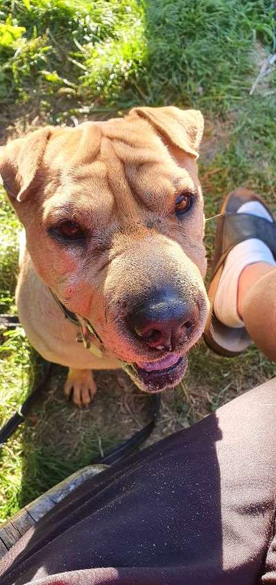 Warum liebst du deinen Hund?-Beitrag-Bild