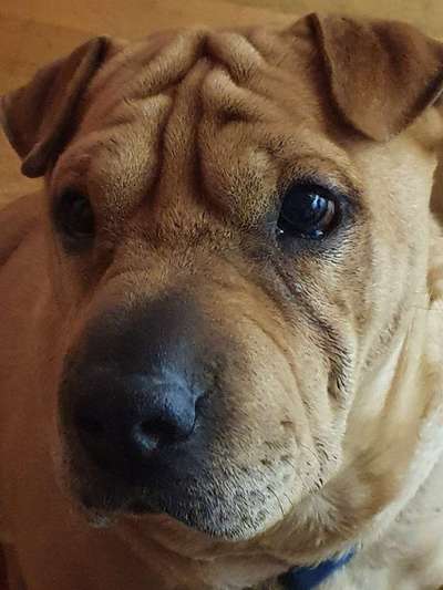 Lieblingsbild von euren Hunden?-Beitrag-Bild