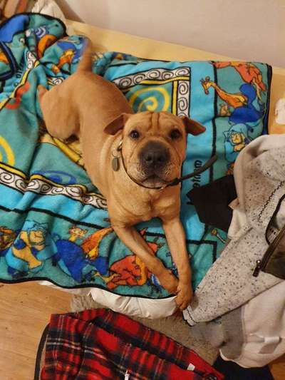 Auslandstierschutz-Beitrag-Bild