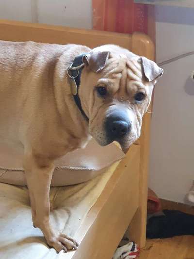 Warum diese Rasse?-Beitrag-Bild