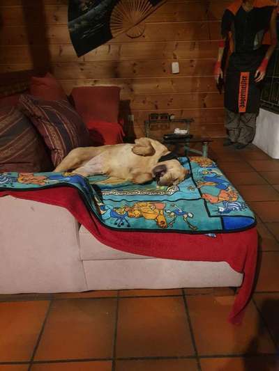 Dogorama Photo Challenge - Frühjahrsmüdigkeit-Beitrag-Bild