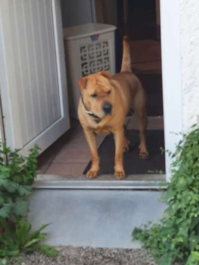 Gespräche zwischen Hund und Halter-Beitrag-Bild