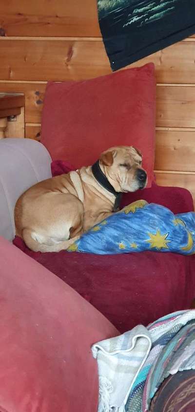 TierschutzhundeStammtisch🐕-Beitrag-Bild