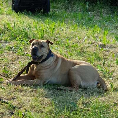 Dogorama Photo Challenge - Mein Holz und ich-Beitrag-Bild