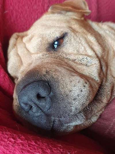 Zeigt mir die tollste Nahaufnahme von eurer Fellnase-Beitrag-Bild