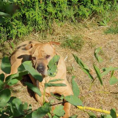 140. Foto Challenge - schattiges Plätzchen-Beitrag-Bild