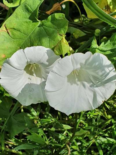 Die wunderschöne Welt mit Hund.-Beitrag-Bild