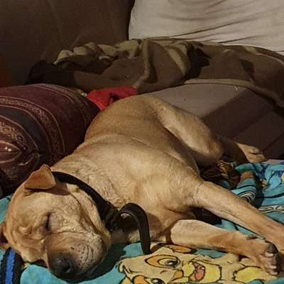 Wie heißt dein Hund?-Beitrag-Bild