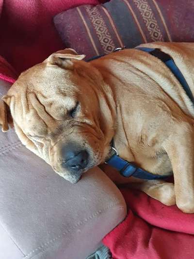 Zeigt mir die lustigsten Schlafpositionen eurer Fellnasen-Beitrag-Bild