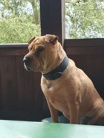 Fotografie / Hundefotografie-Beitrag-Bild