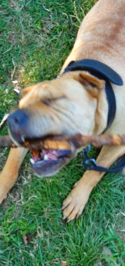 Zeigt mir die tollste Nahaufnahme von eurer Fellnase-Beitrag-Bild