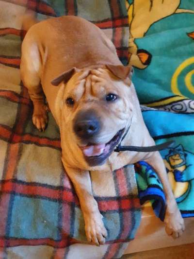 Wie heißt dein Hund?-Beitrag-Bild