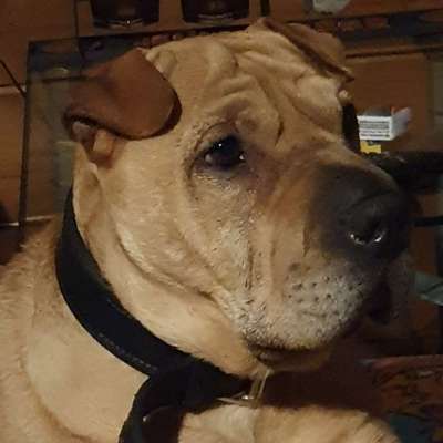 Hunde Porträt (Portrait) Galerie....-Beitrag-Bild