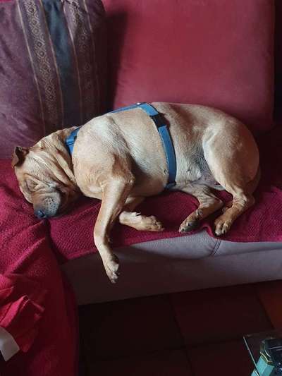 Zeigt mir die lustigsten Schlafpositionen eurer Fellnasen-Beitrag-Bild