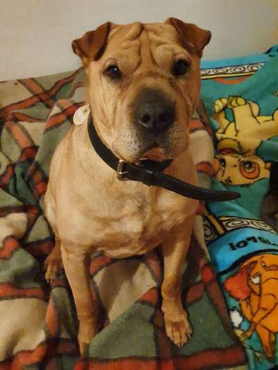 Reinrassige Hunde?-Beitrag-Bild