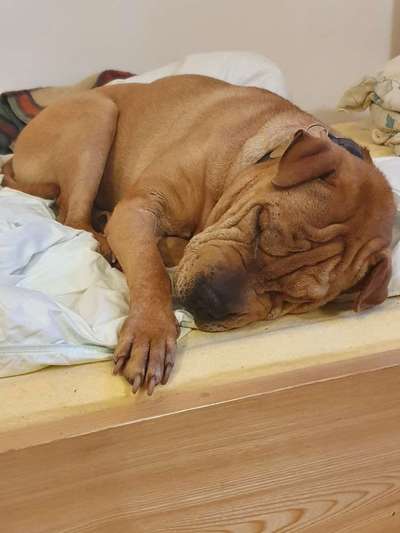 Relaxen im bett-Beitrag-Bild