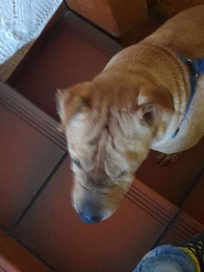 Hunde Memes-Beitrag-Bild